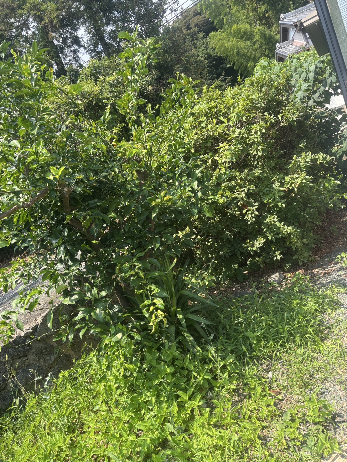 抜根 工事 抜根 工事